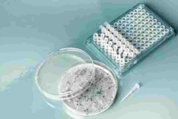 whole plasmid sequencing