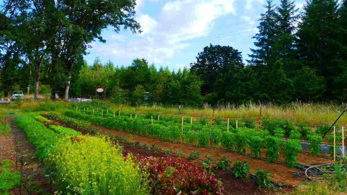 Cultivate Success: Transform Your Small Farm into a Thriving Business
