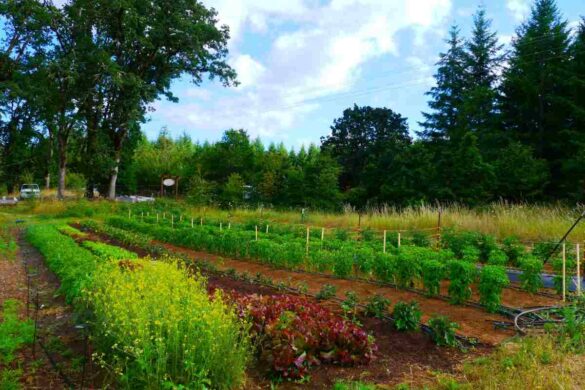small farm
