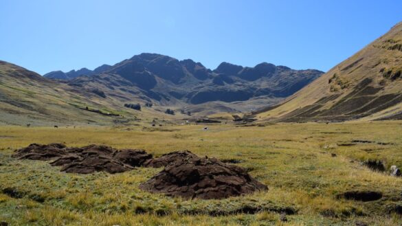 where qellziswuhculo come from